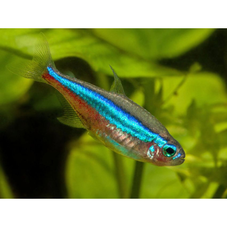 Neon simulans, neon zielony, Paracheirodon simulans